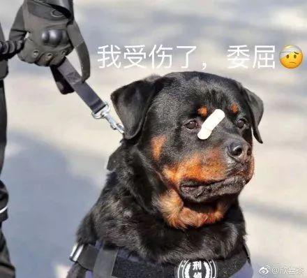 “狗狗警察”表情包图片