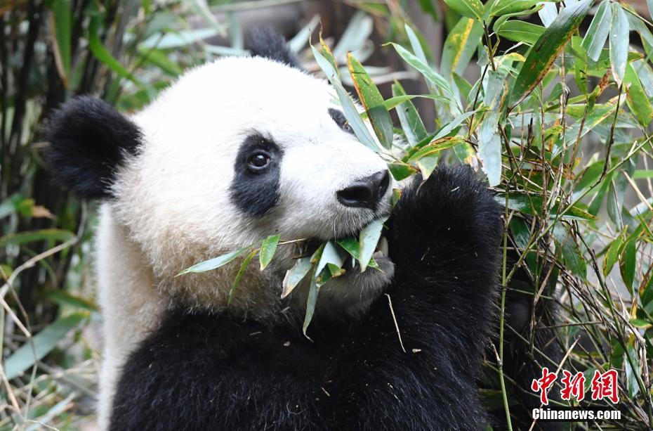 6 成都大熊猫冬日卖萌迷倒粉丝