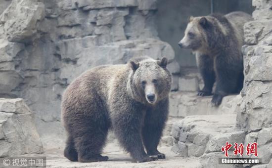 资料图：灰熊。 图片来源：视觉中国