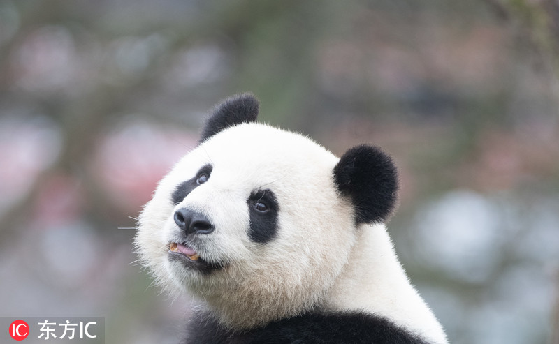 大熊猫高高自己回来图片