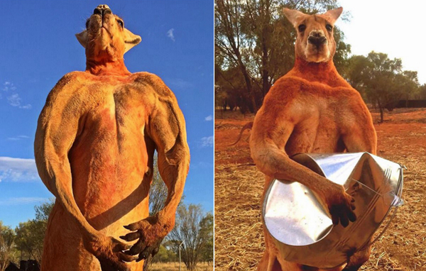 澳12岁网红袋鼠离世曾因肌肉健美一举成名