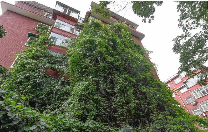 赵奶奶说，每年她力所能及采摘到的葡萄就有300斤，还有大量的葡萄悬在空中，无法采摘。