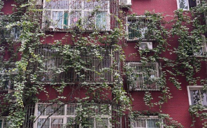 “每年的中秋节前，这满墙的葡萄就会成熟，无论任何人，谁能够得着谁吃，我从不收钱。”赵奶奶说。