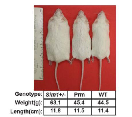 和肥胖小鼠(左)相比,接受了crispra的小鼠(中),看起来和野生型(右)差