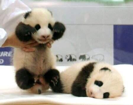 日本和歌山县白滨町动物园熊猫宝宝取名 彩滨