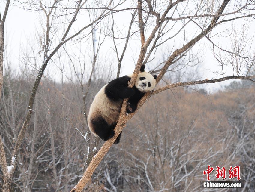 大熊猫牧云展示上树本领.刘栋 摄