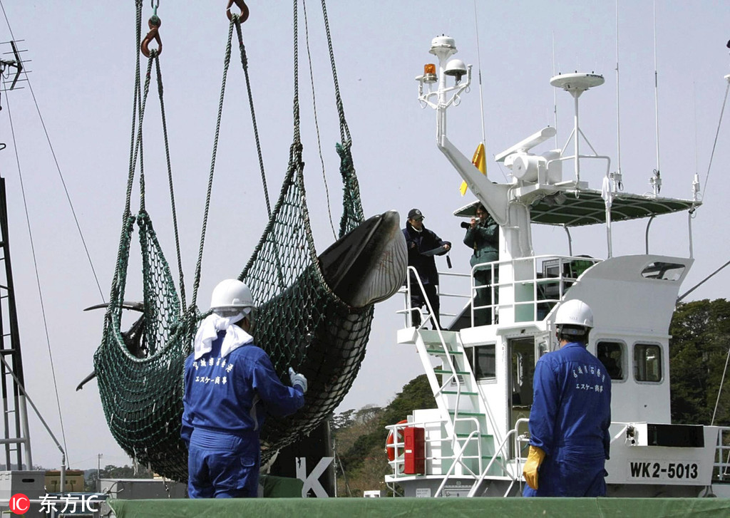 残忍血腥传统震撼人心 回顾日本人的"捕鲸文化"