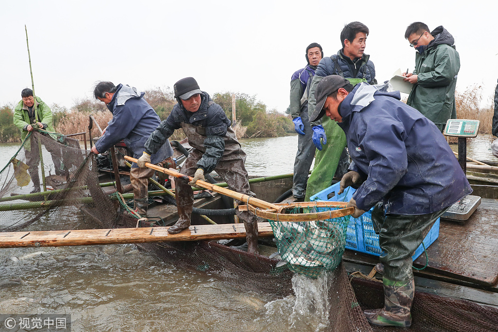 7 一網10萬多斤魚!浙江漁民新年冬捕大豐收