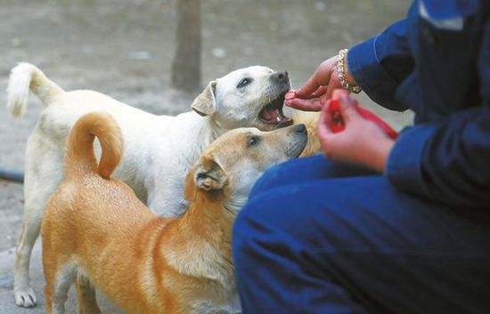 流浪狗咬伤他人男子因长期喂食被视为主人赔了3700元