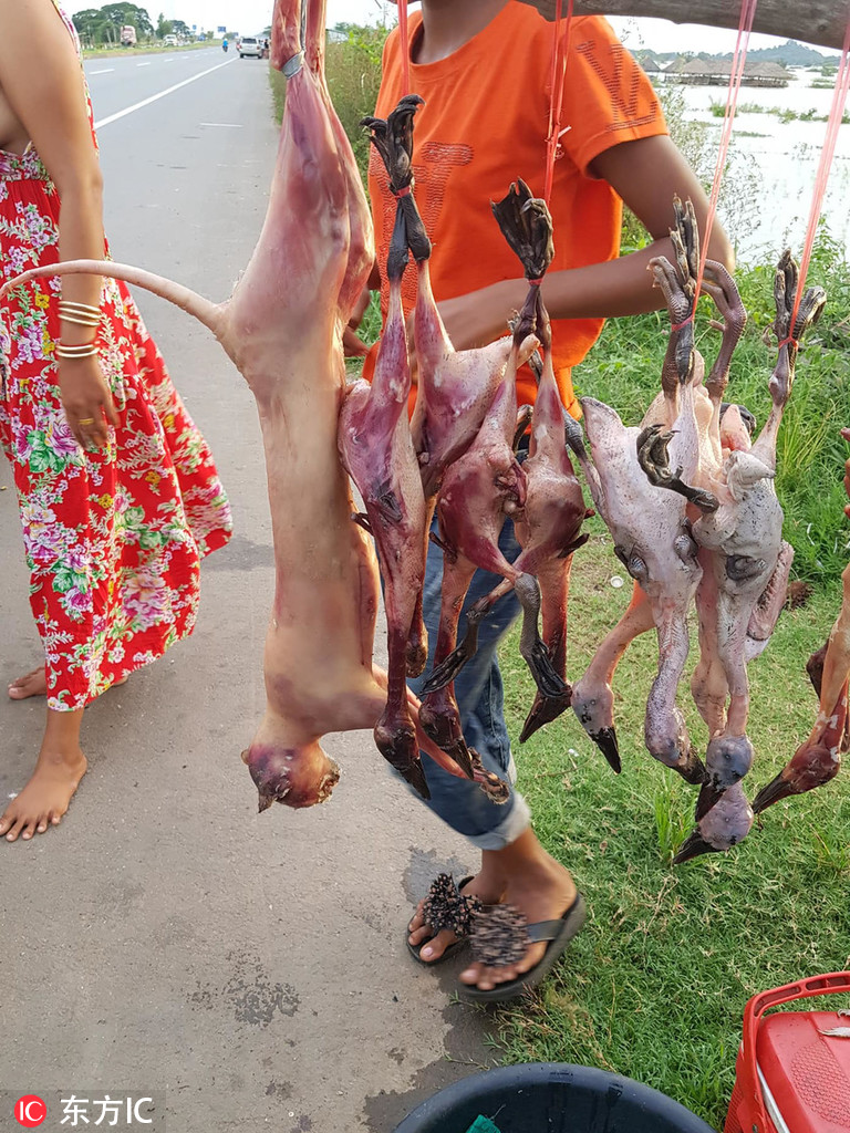 柬埔寨小贩路边卖猫肉法国医生救下罕见渔猫