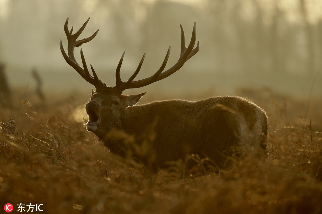 雄鹿队本赛季NBA排名表现分析
