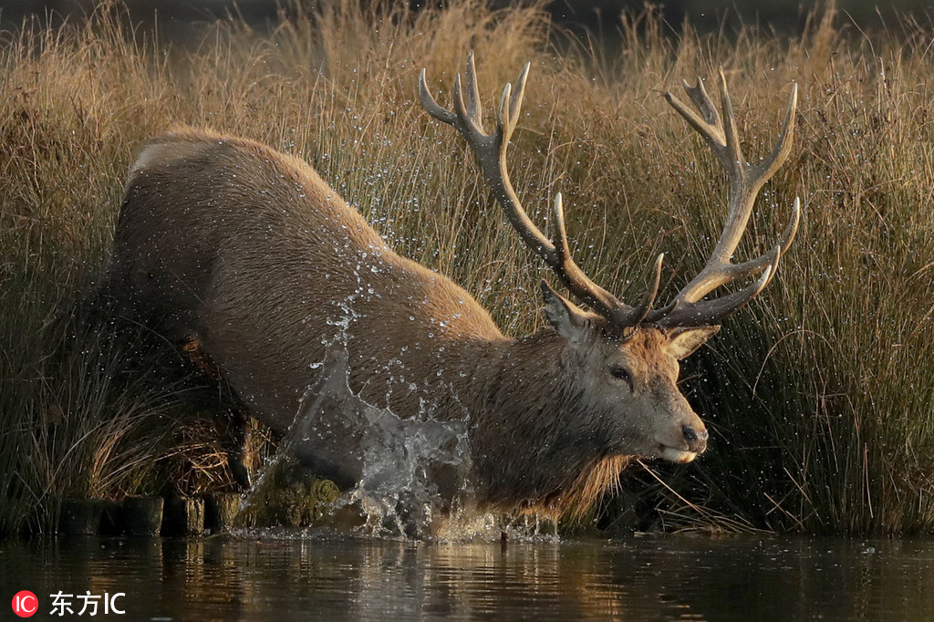 雄鹿湖人激战在即