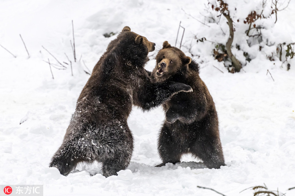 德国两头棕熊化身摔跤手在雪地里比赛