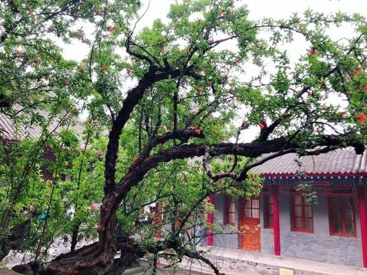 西安华清池内五间厅下的石榴树，相传为杨贵妃亲手所栽