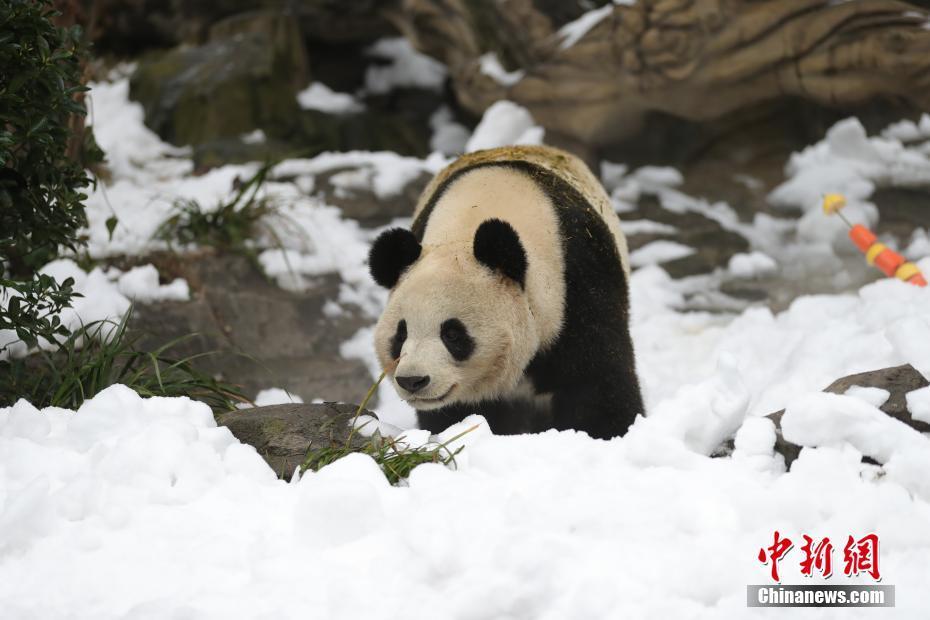 成都大熊貓基地為大熊貓專門造雪玩耍