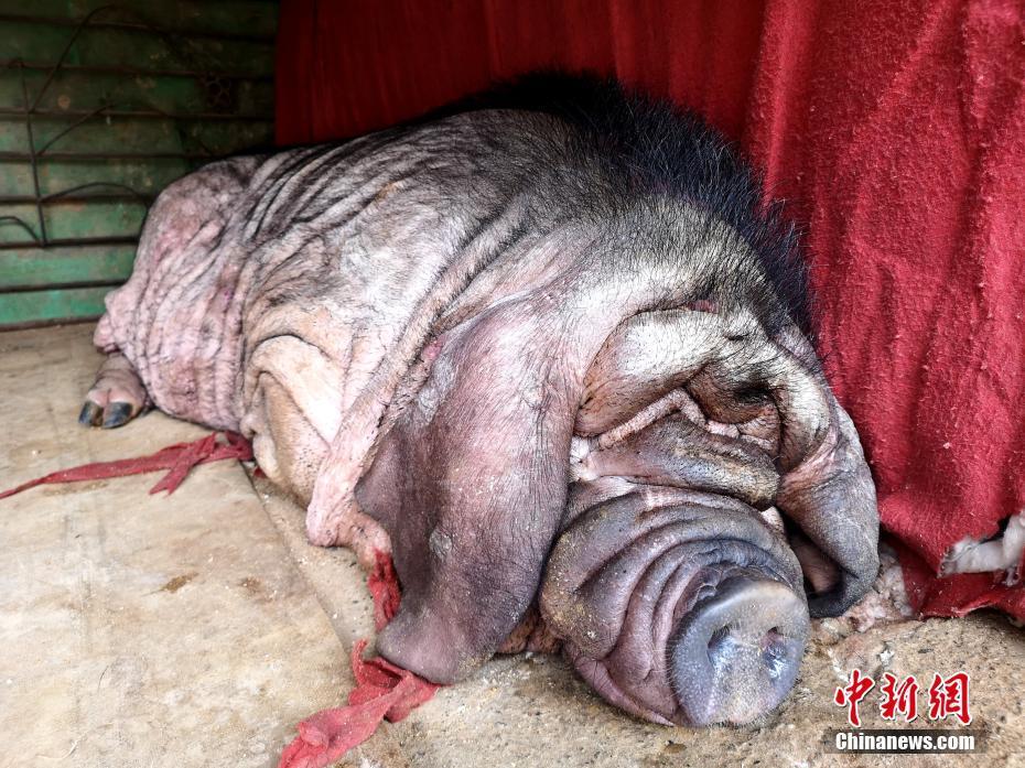 广西23岁"猪王"产仔超500只 喂大"汪星人"常伴身侧