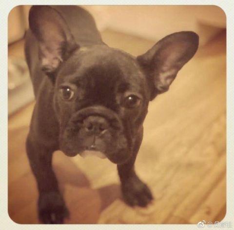 并配文：欢迎来自吴氏家族的最新成员Brucelee李小龙！终于家里有另一个男孩。