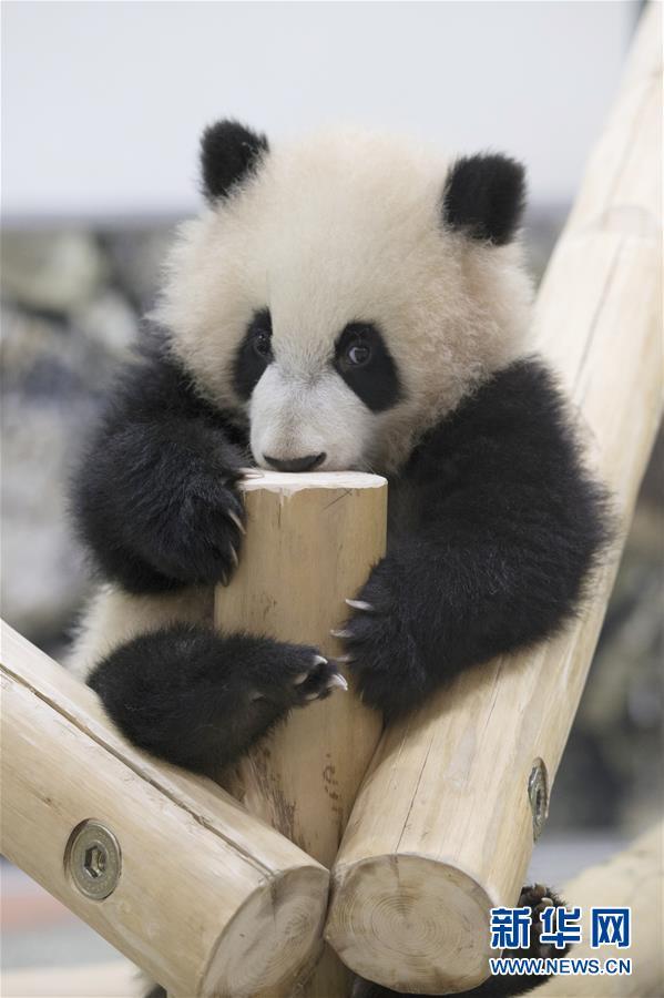 9 日本野生動物園慶祝大熊貓