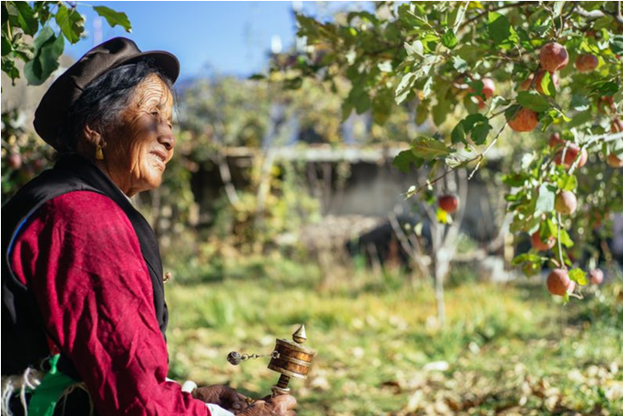 (四川甘孜州乡城县，有一位藏族老奶奶，每天都来照看一颗苹果树)