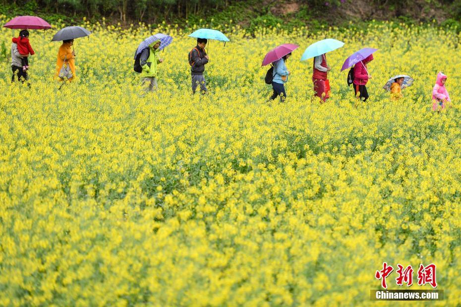 雨中赏油菜花的心情图片