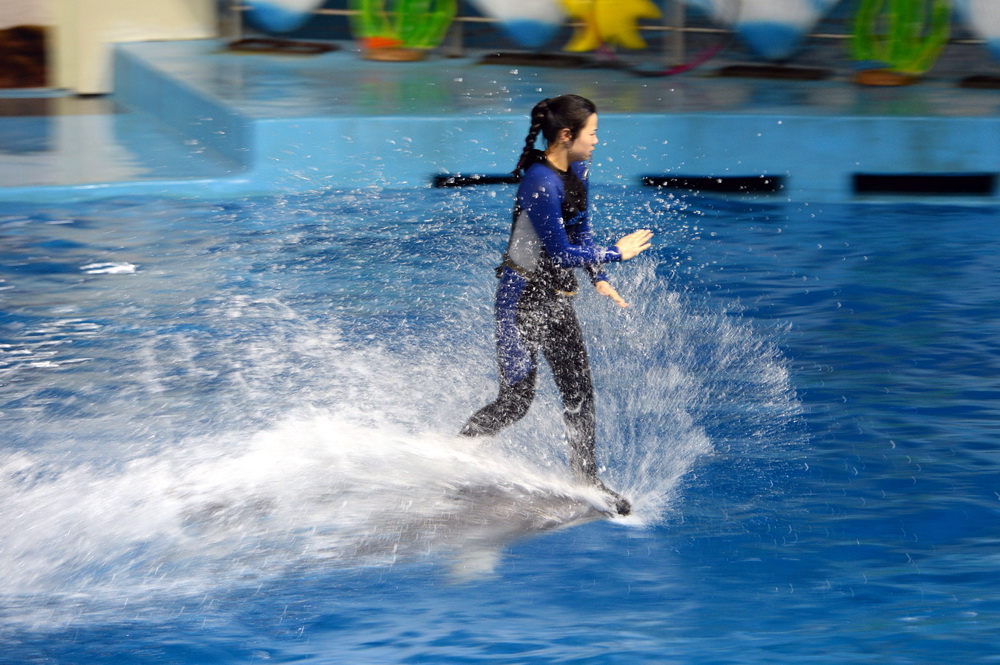 2019年3月4日,在合肥海洋世界,驯兽师孙丽如正在与海豚表演冲浪.