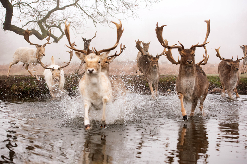 英国鹿群遭野狗追赶仓皇逃命如临大敌
