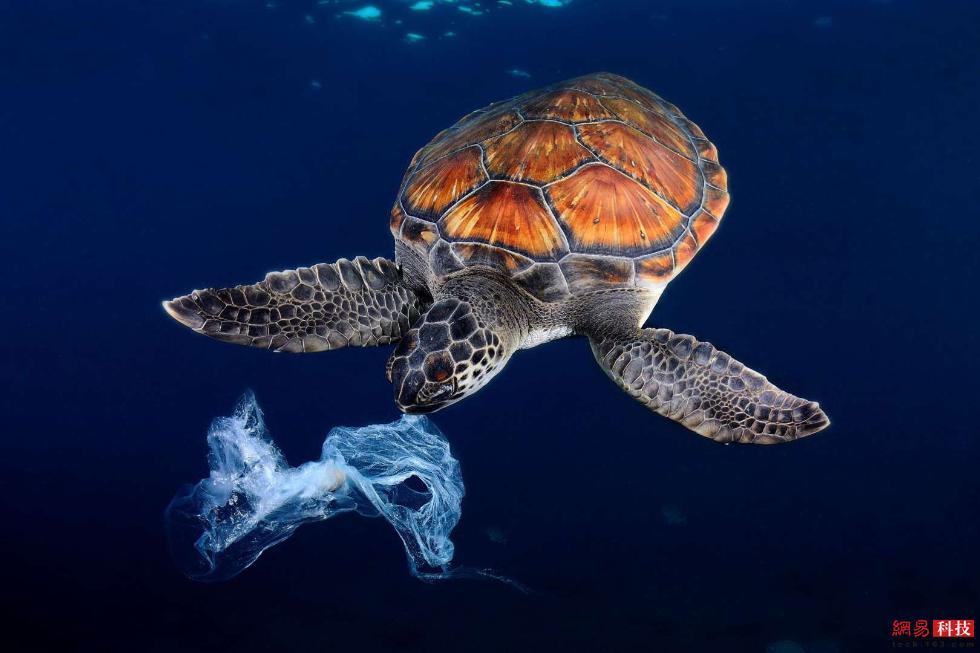 图说海洋中的塑料污染恐怖真相