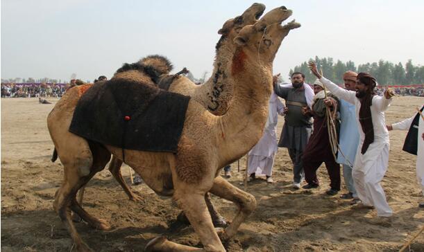 比赛开始之前，骆驼们身上的铃铛及挂饰都被摘掉，