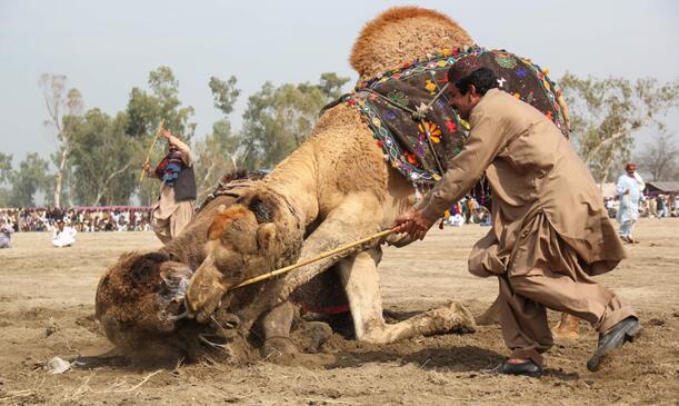 而冠军的主人，则自豪地坐在骆驼背上庆祝成功，同时也收获了大约10万卢比(约合715美元)的奖金。