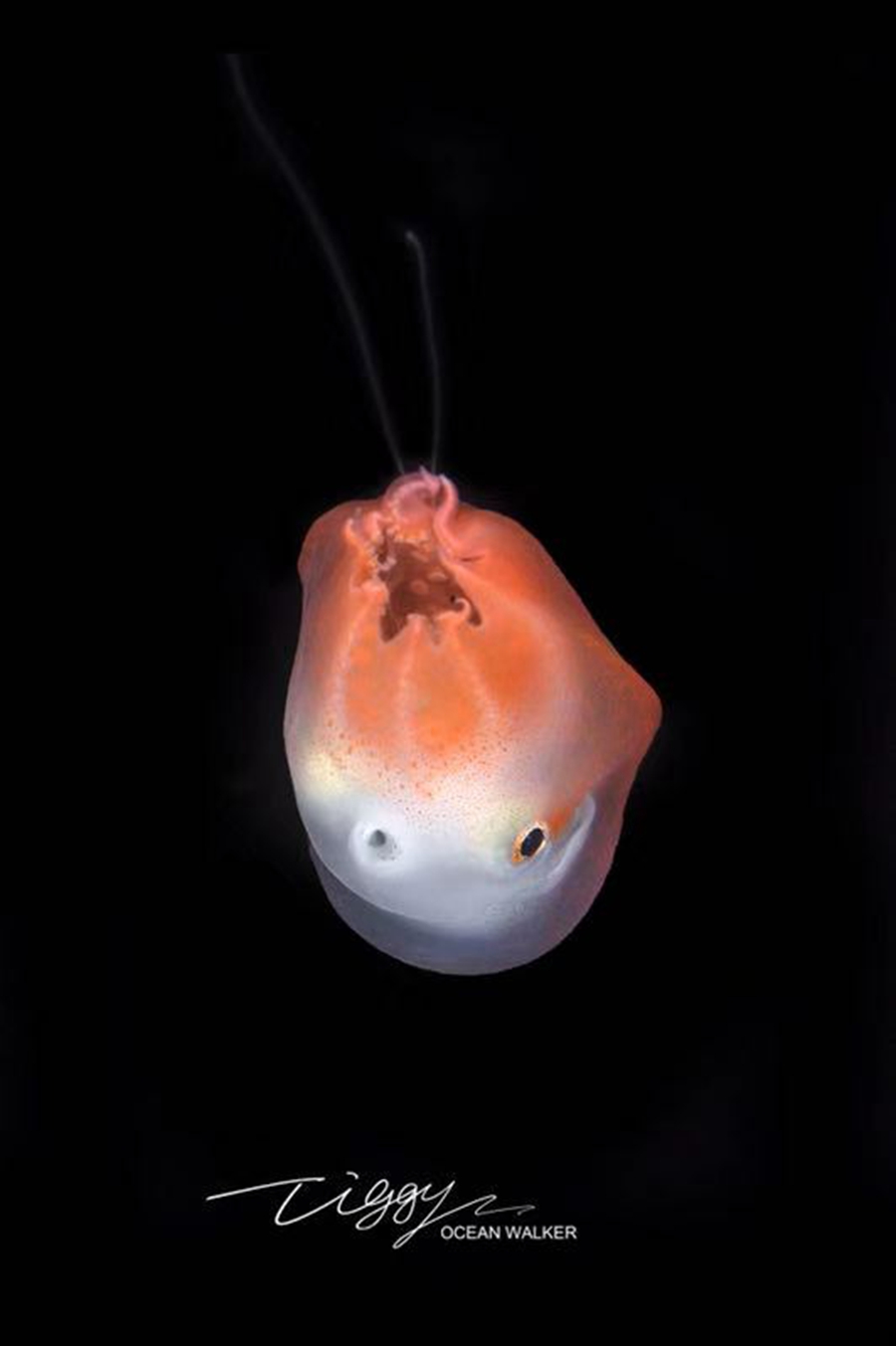 11 萌萌哒!中国摄影师世界首次拍到稀有的七胳膊章鱼幼体