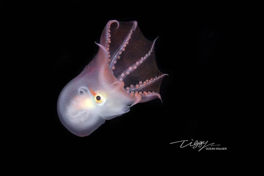 11 萌萌哒!中国摄影师世界首次拍到稀有的七胳膊章鱼幼体