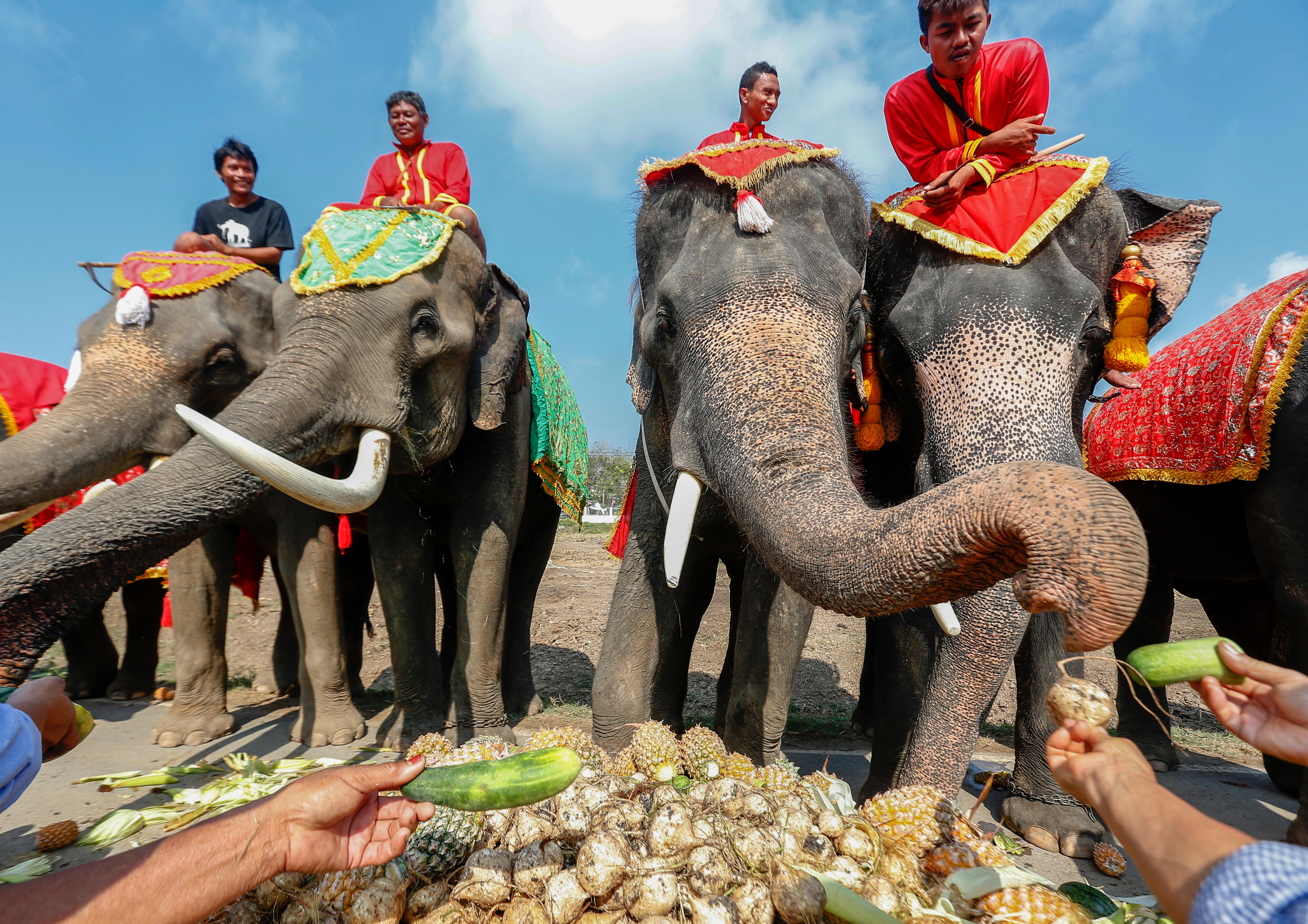 5 泰国"大象日" 古都大城为象群准备水果大餐