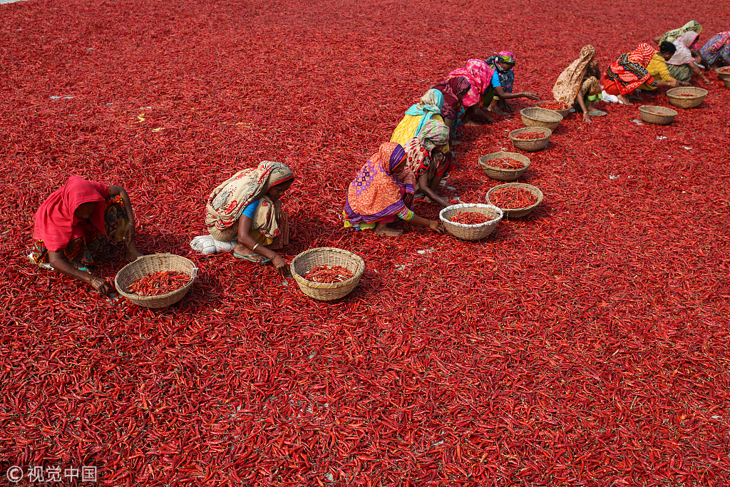 8 孟加拉国农民晾晒红辣椒 色彩鲜艳如铺上红地毯