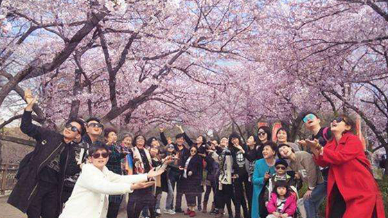 资料图：中国人在日本赏樱花