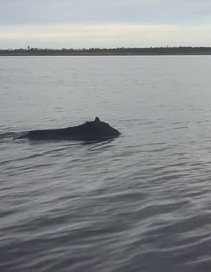 (黑熊正在沿着海岸线游泳)