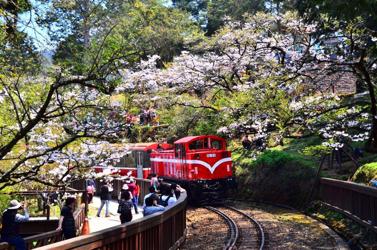 台湾阿里山樱花季登场首度启用自动售票机