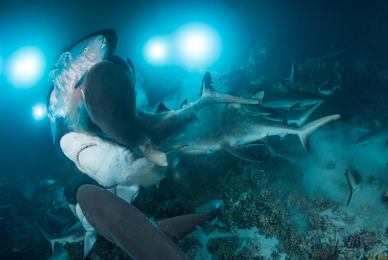 数百头鲨鱼扎推捕食石斑鱼群吃到爽翻天