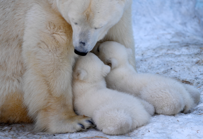 俄北极熊宝宝挤妈妈怀里喝奶画面温馨暖人