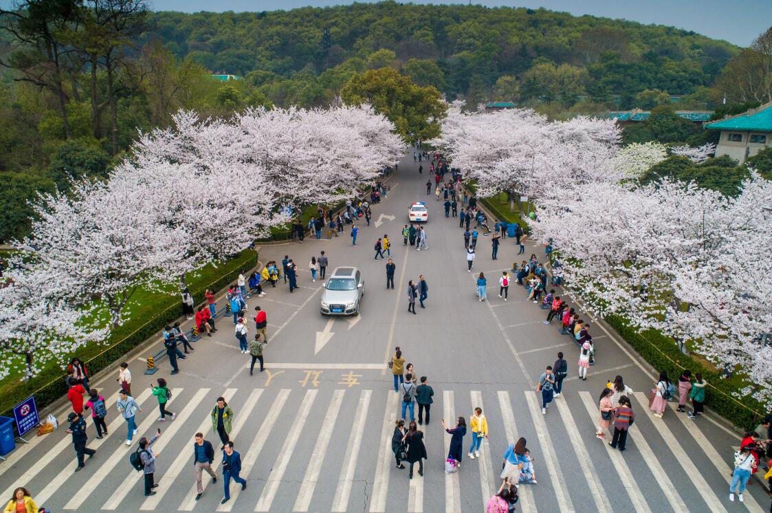 根据湖北省气象部门信息,武大樱花3月28日至30日将迎来盛花期.