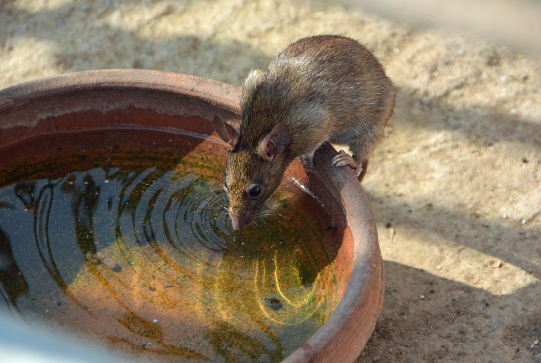 印度有座奇葩鼠庙上万只老鼠在这里接受供奉朝拜