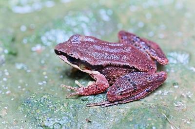 江苏发现珍稀野生动物凹耳蛙:有与人类类似的耳道结构