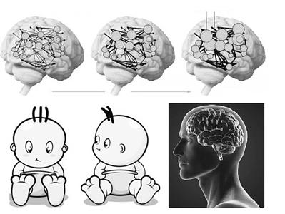 人類大腦的