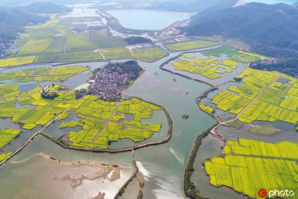 航拍安徽芜湖油菜花开 宛若大地铺上“金黄地毯”