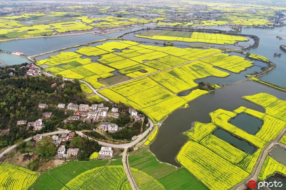 航拍安徽芜湖油菜花开 宛若大地铺上“金黄地毯”【4】