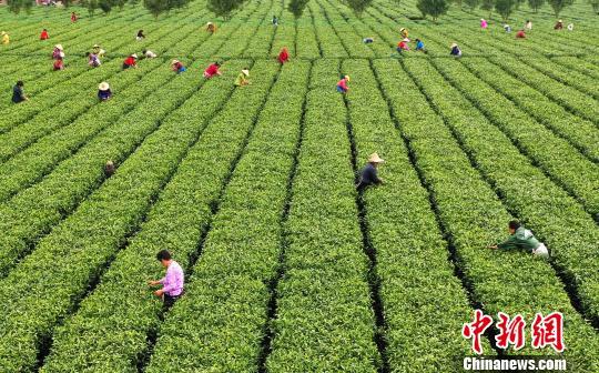 清明前夕航拍江西茶农采摘 明前茶