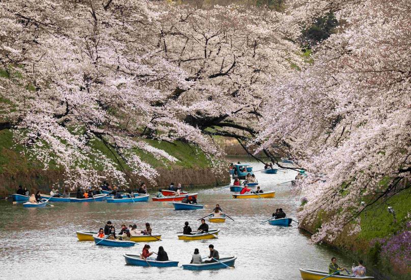 日本东京樱花繁盛游人护城河上泛舟赏樱超浪漫