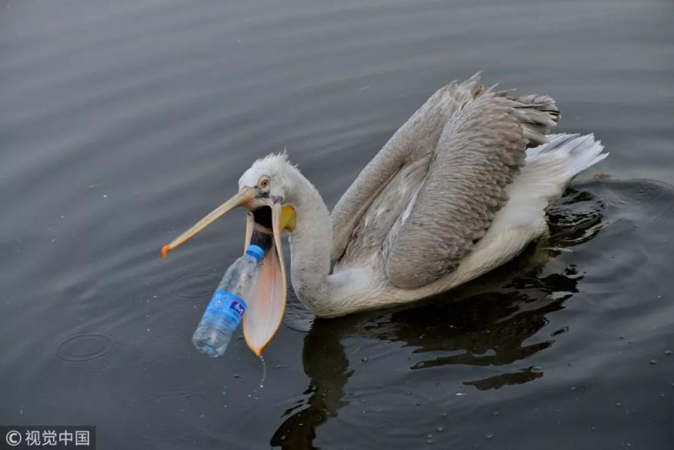则成为最直接的受害者动物们已成为塑料垃圾其中63亿吨全球共生产了83