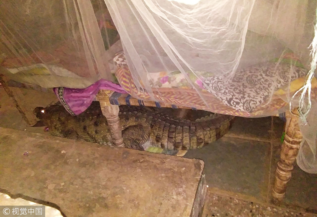 梦境解析，当蛇潜入家中，床底下的秘密