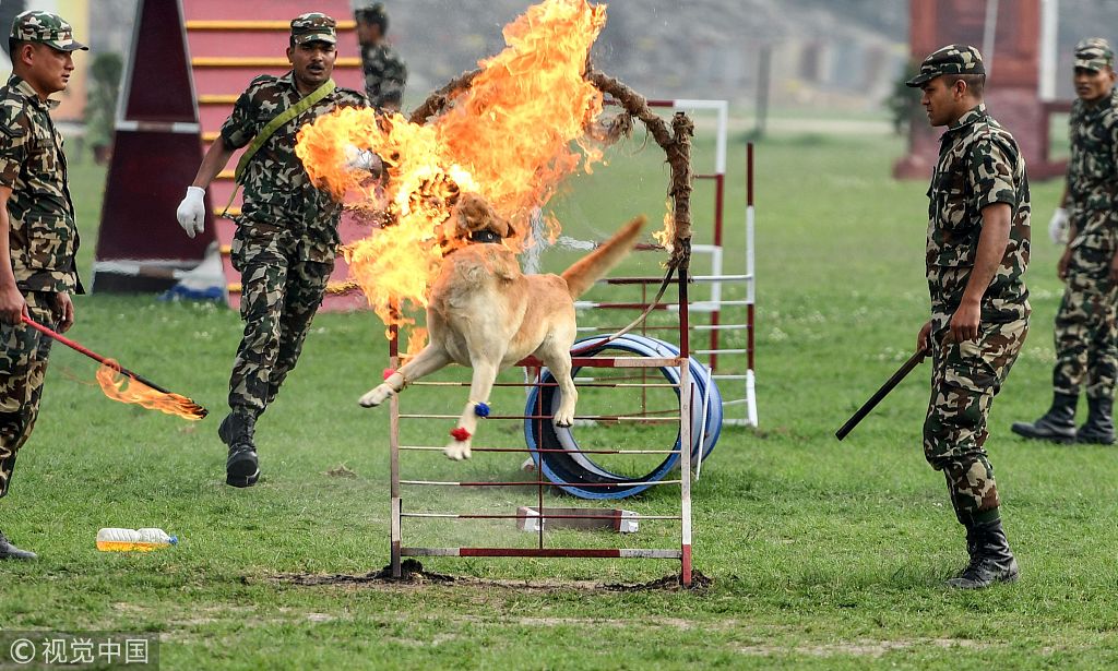 尼泊尔庆祝赛马节 骑手骑马驰骋钻火圈