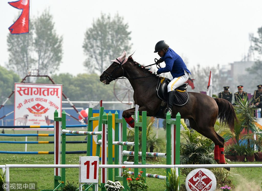 尼泊尔庆祝赛马节骑手骑马驰骋钻火圈